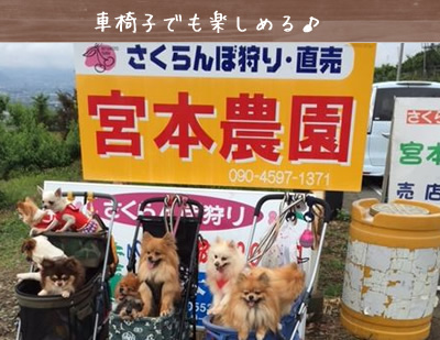 山梨　さくらんぼ狩り ぶどう狩り シャインマスカット 宮本農園の特徴 車椅子