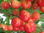 紅ゆたか 宮本農園 さくらんぼ狩り 山梨県