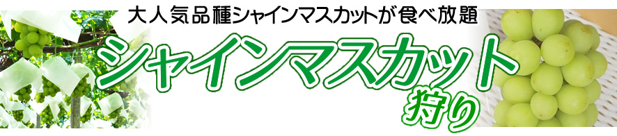 シャインマスカット狩り 食べ放題 宮本農園 山梨